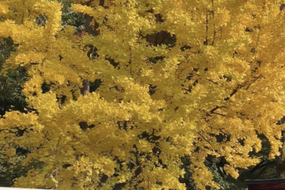 서울 단풍 명소, 여행 TOP10 코스부터 단풍 시기까지 총정리